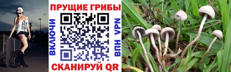 Галлюциногенные грибы Cubensis Нижнеудинск